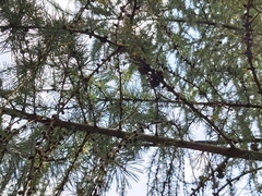 Larix decidua