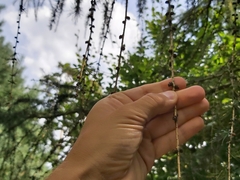Larix decidua
