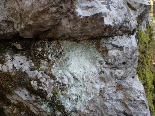 leprária (Lepraria)