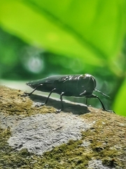 Belionota prasina