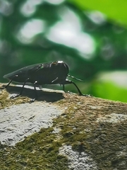 Belionota prasina