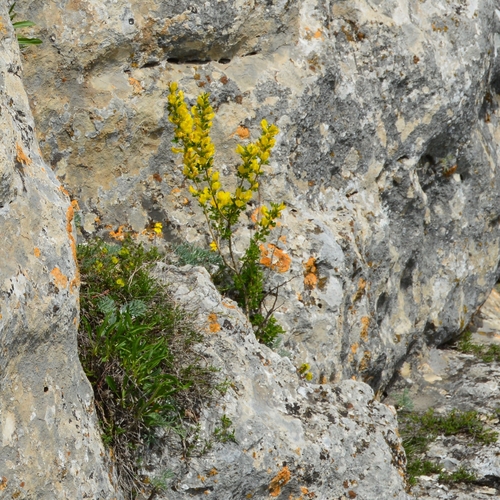 Genista albida, photograph 4