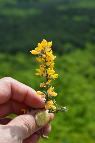 Image of Genista albida by (c) Ирина Хохрякова, some rights reserved (CC BY)
