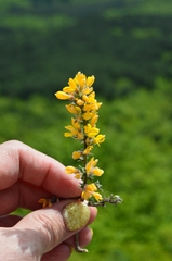 Genista albida, photograph Ирина Хохрякова, CC BY, iNaturalist via GBIF