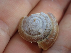 Gastropoda