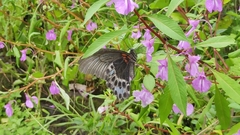 Papilio polymnestor