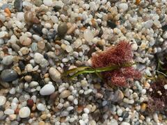 Sphaerococcus coronopifolius