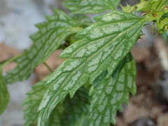 Lamium galeobdolon