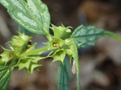 Lamium galeobdolon