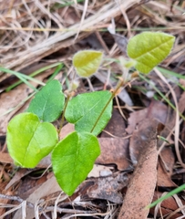 Platylobium infecundum