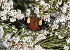 Vanessa itea