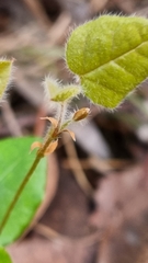 Platylobium infecundum