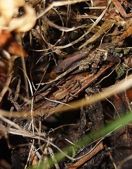 Dolomedes minor