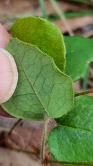 Platylobium infecundum