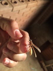Apoica