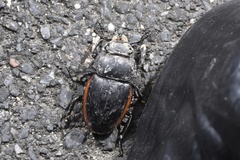 Odontolabis cuvera sinensis