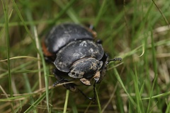 Odontolabis cuvera sinensis