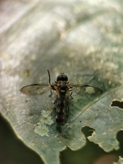 Spheginobaccha