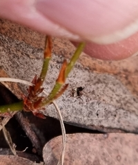 Platylobium infecundum