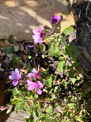Pelargonium betulinum