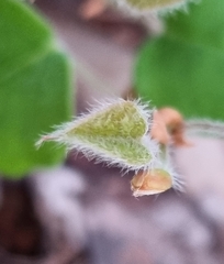 Platylobium infecundum