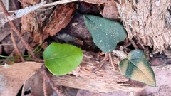 Platylobium infecundum