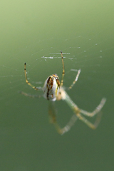Leucauge festiva
