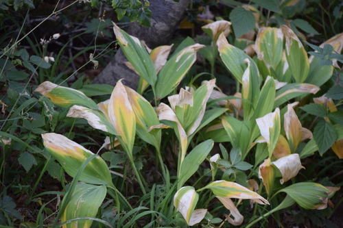 Đurđica (Convallaria majalis)