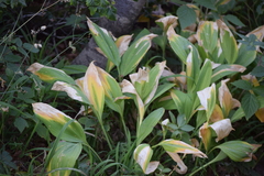 Muguet (Convallaria majalis) — photo 3