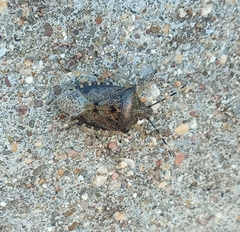 Rhaphigaster nebulosa