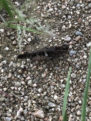 Oedaleus infernalis