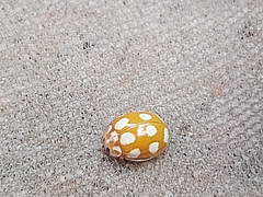 Calvia decemguttata