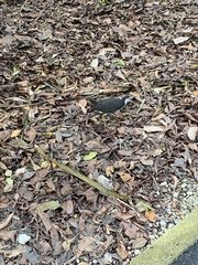 Amaurornis phoenicurus