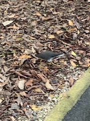 Amaurornis phoenicurus