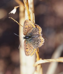 Lycaena tityrus