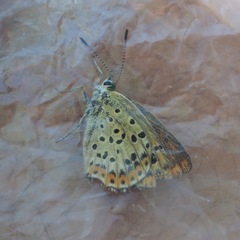 Lycaena tityrus