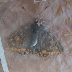 Lycaena tityrus