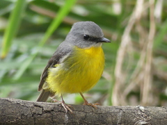 Eopsaltria australis