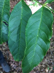 Fraxinus excelsior