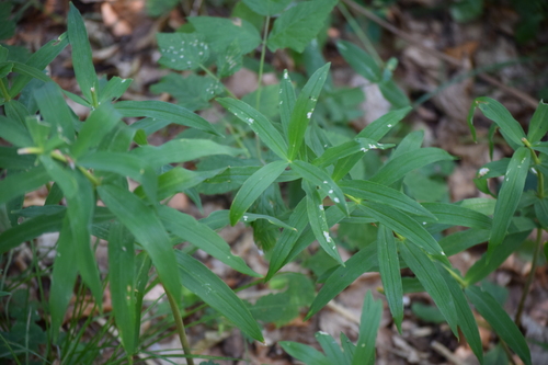 kokorík praslenatý (Polygonatum verticillatum)