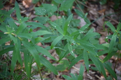 Polygonatum verticillatum