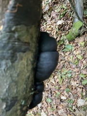 Daldinia concentrica