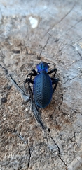 Carabus intricatus