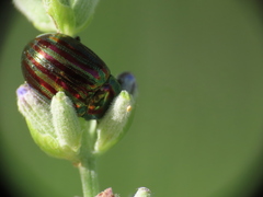 Chrysolina americana