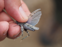 Sphingonotus caerulans