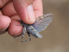 Sphingonotus caerulans