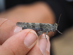 Sphingonotus caerulans