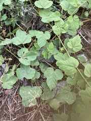 Passiflora vesicaria