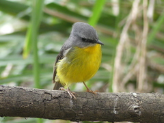 Eopsaltria australis