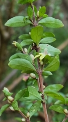 Coprosma quadrifida